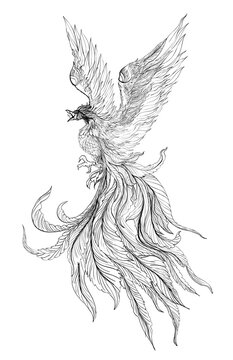 Phoenix Fire bird illustration and character design.Hand drawn Phoenix tattoo Japanese and Chinese style,Legend of the Firebird is Russian fairy tales and it is creature from Slavic folklore.