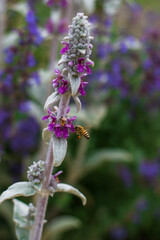Obraz premium bee on lavender