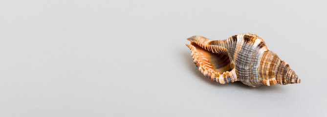 Beach seashells on colored background. Mock up with copy space