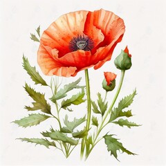 poppy, watercolor style Generative AI