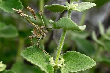 Conehead mantis // Haubenfangschrecke (Empusa fasciata) - Greece