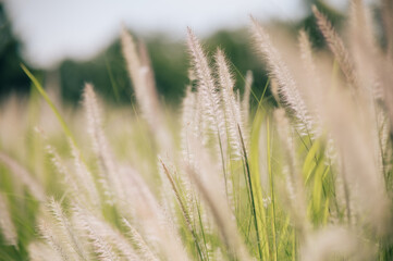 Flower ,Desho grass against evening sun,selective focus