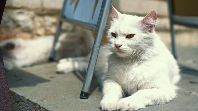 White cat sits on the street near the entrance. former domestic cat in a collar, close-up portrait outdoors