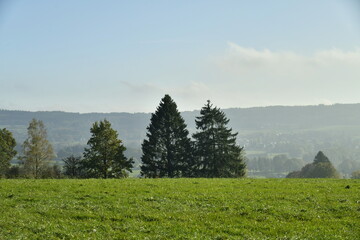 Sapini&egrave;re et arbres isol&eacute;s au milieu des prairies sur l'une des collines environnantes de Vielsalm
