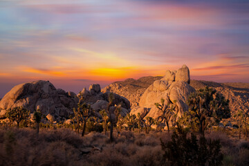 Fototapeta na wymiar View from road trip with Joshua trees national park at sunset landscape around. California, USA