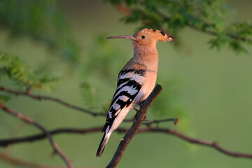 A singing male Eurasian hoopoe (Upupa epops) in breeding plumage sits on a tree branch against a blurred green background in soft morning light. Exotic and close-up photo