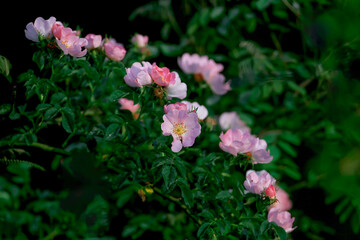 The bright flowers of wild rose (Rosa canina) are located diagonally against the background of green leaves of the bush. Close-up photo
