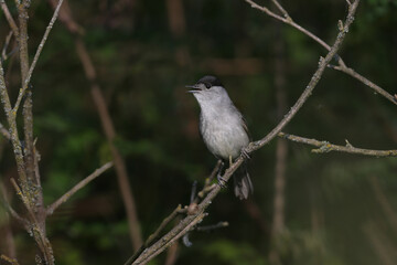 A male Eurasian blackcap (Sylvia atricapilla) in breeding plumage is photographed close-up in its natural habitat.