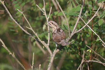 Male Eurasian wryneck or northern wryneck (Jynx torquilla) sitting on the branches of a bush in a dense forest. The defining features and details of the plumage of a bird are clearly visible.