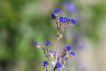 The stem of a flowering Anchusa is shot close-up against a blurred background of a summer field with wild grass