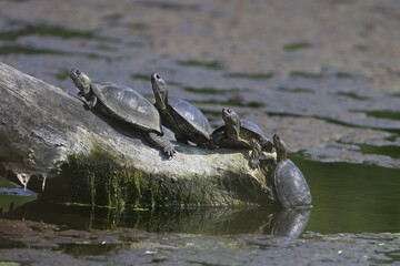 Four European pond turtles (Emys orbicularis) lined up to get out of the water on a thick submerged log