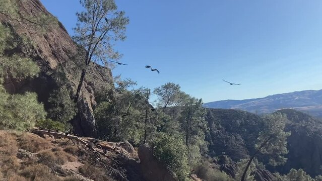 Slow motion capture of three endangered California Condors flying overhead on a hiking trail. Taken on a clear, sunny day in summer - Pinnacles National Park, California, USA