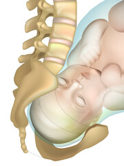 Position Birth Canal View. Birth Canal. Female pelvis for childbirth. Anatomy of pregnancy and birth.