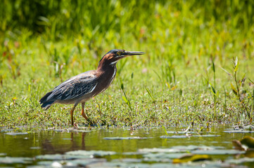 Green Heron hunting by the St. Lawrence River
