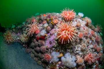 Fototapeta na wymiar Colorful Sea Anemones underwater in the St. Lawrence River 