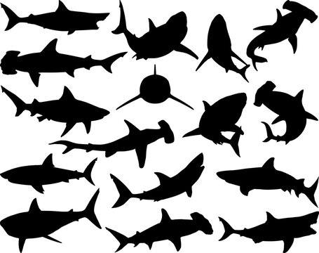 Set of Sharks Silhouette