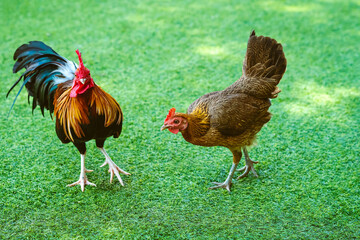 Beautiful domestic chickens standing and grazing on the artificial green grass background in the garden. Chickens walk on fake grass. Hen foraging for food green grass. Freely grazing on a meadow.