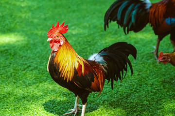 Beautiful domestic red rooster standing and grazing on the artificial green grass background in the garden. Chickens walk on fake grass. Hen foraging for food green grass. Freely grazing on a meadow.