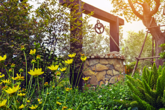 Beautiful yellow cosmos flowers with blurred image of artesian well made by stones and wheel pulley with metal bucket and rope in peaceful garden in background. Beautiful garden decoration concept.