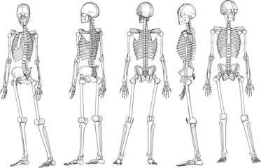 Human skull skeleton cartoon illustration vector sketch biology research material