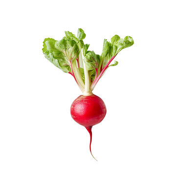 radish isolated on white created with Generative AI