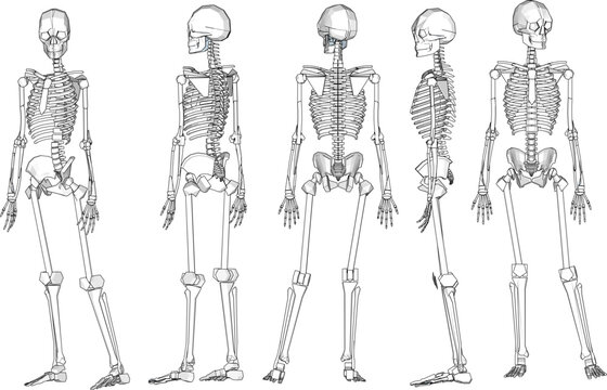 Human skull skeleton cartoon illustration vector sketch biology research material