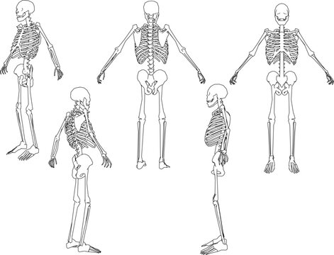 Human skull skeleton cartoon illustration vector sketch biology research material