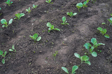 Young shoots of cabbage, view from above. Organic vegetables