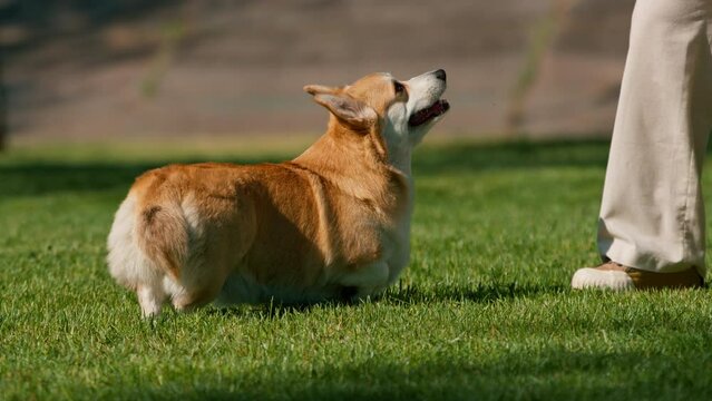a young girl trains a corgi dog in the park the dog obeys the command to sit the owner praises her the animal walks in nature