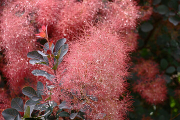 After a rain downy runaways cotinus were bent under weight of drops of water.