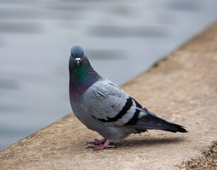 Pigeon sitting on the water's edge and looking straight at the viewer
