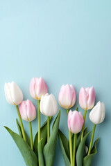 Bouquet of pink and white tulips on a blue background
