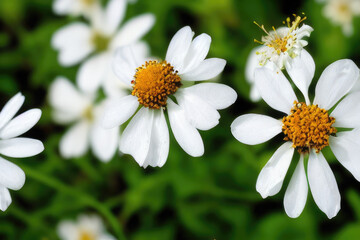 Obraz premium white daisy in the garden, generative ai