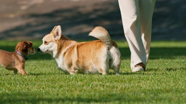 cute corgi dog walking in the park playing in nature and running animals on a summer walk
