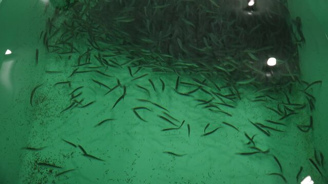 Tank in a fish hatchery with fingerlings of Kokanee salmon in them as they swim.