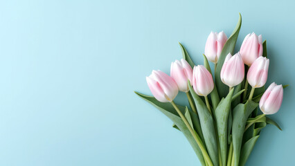 Pink tulips on pastel blue background. Flat lay, top view.