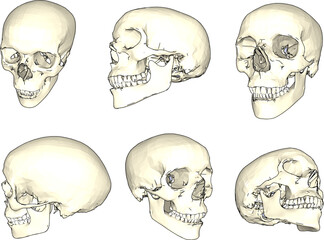 Sketch vector illustration of human skull cartoon biology research material