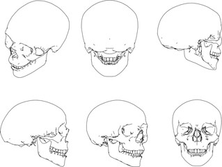 Sketch vector illustration of human skull cartoon biology research material