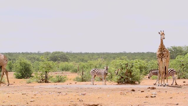 Two Giraffes and plain zebras drinking in waterhole in Kruger National park, South Africa ; Specie Giraffa camelopardalis family of Giraffidae