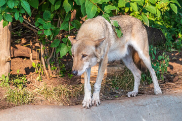 Gray wolf in forest on the green grass. The wolf, Canis lupus