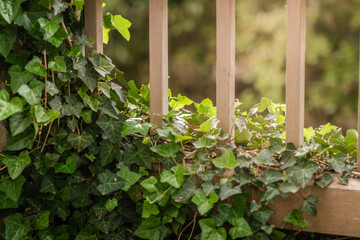 Ivy vines growing on wooden posts, Gardening, English garden, Warm weather and Sunshine, Calming, Background