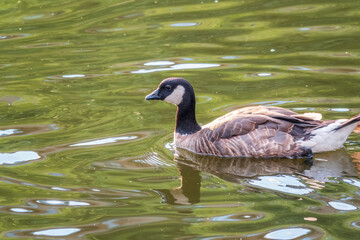 Canada goose, Branta canadensis, swimming in a lake.