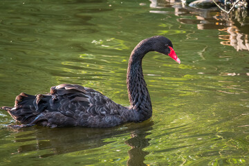 Fototapeta premium A graceful black swan with a red beak is swimming on a lake with dark green water. Cygnus atratus