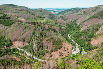 Forest dieback in the Harz mountains, Lower Saxony, Germany. Dying spruce trees, drought and bark beetle infestation, June 2023.