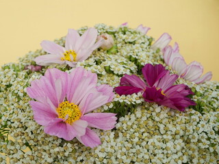 Blooming  flowers. A bouquet of wildflowers  for a birthday, mother's day, valentine's day.  Pink and white yarrow and cosmos on a yellow background.  Holiday celebration, floral concept, close up.	