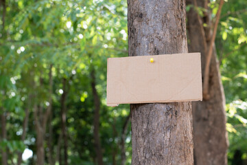 Tree trunk which has blank wordcard board sticked on the bark, concept for environment study, nature study, calling out all people to care about trees around the world and environment day.