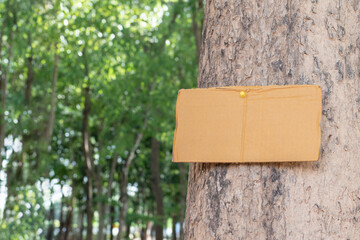 Tree trunk which has blank wordcard board sticked on the bark, concept for environment study, nature study, calling out all people to care about trees around the world and environment day.
