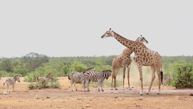 Two Giraffes and plain zebras drinking in waterhole in Kruger National park, South Africa ; Specie Giraffa camelopardalis family of Giraffidae