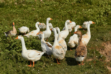 Domestic geese meadow. Geese in grass, domestic bird.	