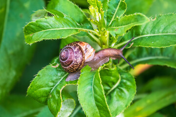 Copse snail, Arianta arbustorum, igliding on the plant in the garden. Macro, close-up.